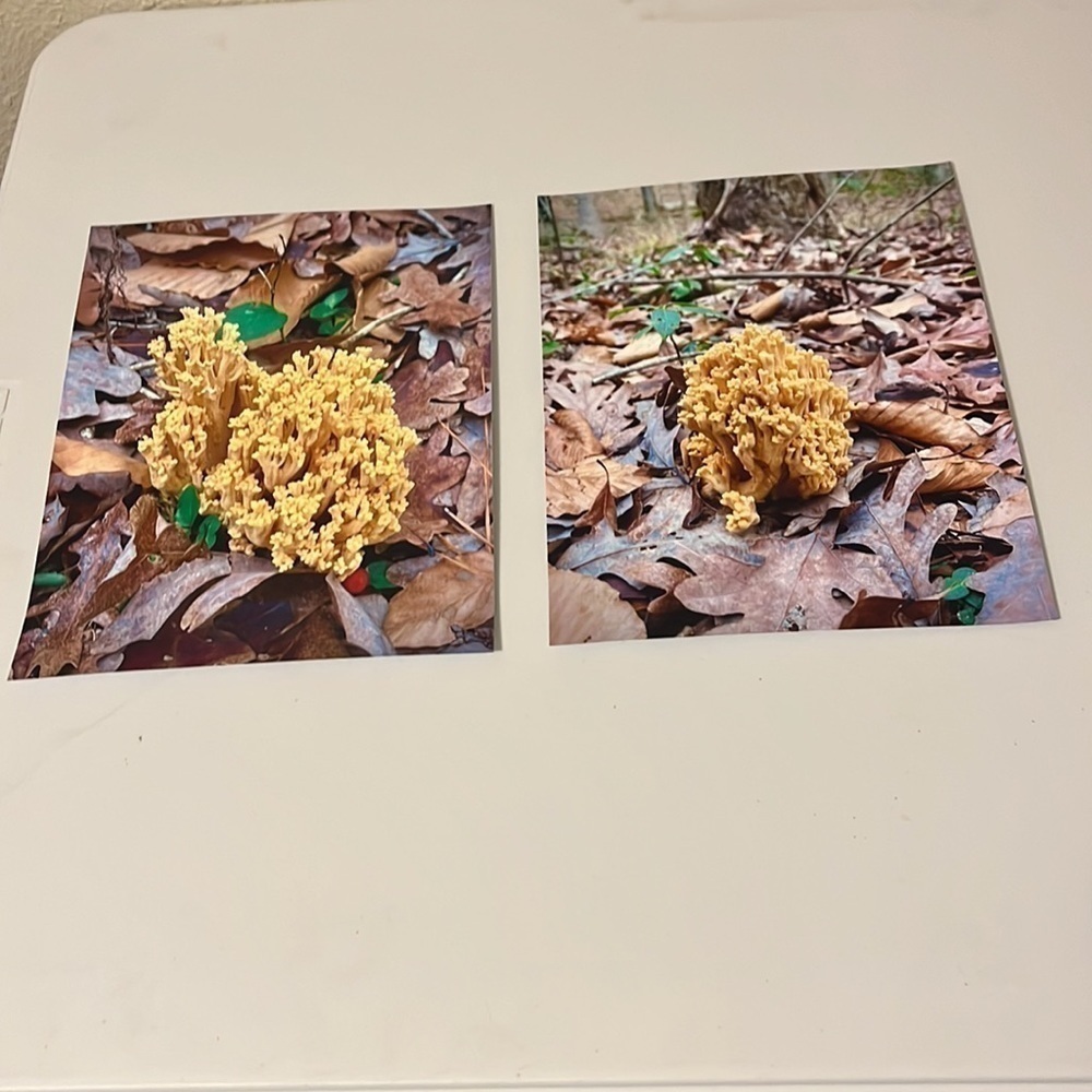 𝅺coral‎ Mushrooms 8x10 Photo Print Set